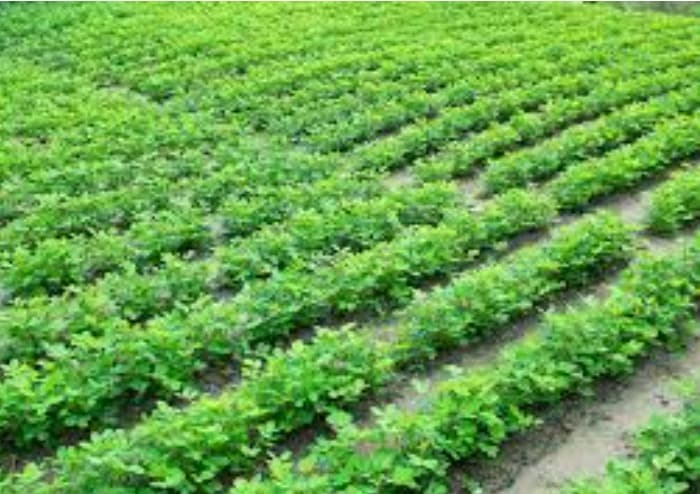 Groundnut Oil